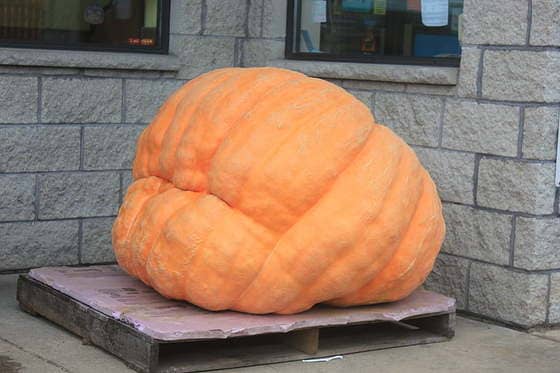 La Feria de las Calabazas Gigantes en Valtierra